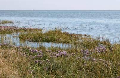 Wat zou je kunnen zien op Schiermonnikoog? Redenen om naar Schiermonnikoog te gaan